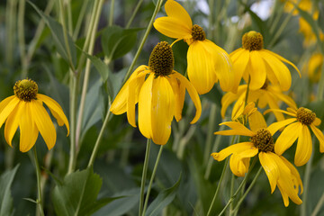 Yellow wild flowers in a meadow