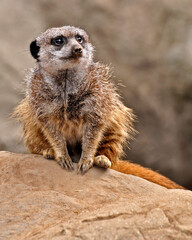 Fototapeta premium meerkat on guard duty