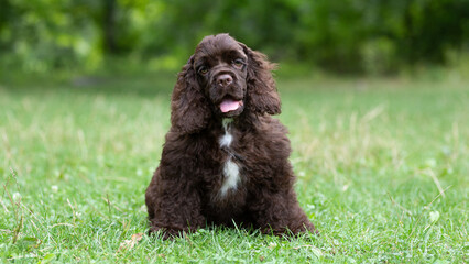 Fototapeta premium Puppy American Cocker Spaniel of brown color with a cute muzzle sits on the grass.