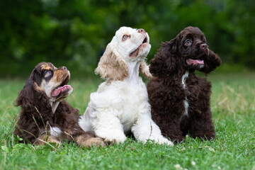 Puppies American Cocker Spaniel with cute muzzles are sitting on the grass.