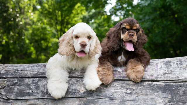 Puppies American Cocker Spaniel with cute faces looking at the camera. Dogs in nature.
