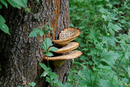 Polyporus Squamosus. Mushrooms On Tree Symbiose In The Forest And Green Plants At Background.