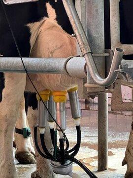 Kuh wird gemolken 