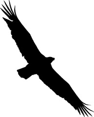 Obraz premium eagle in flight