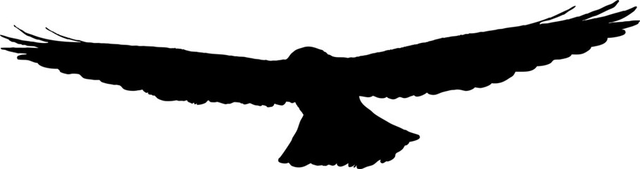 silhouette of an eagle