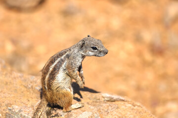 squirrel on a rock