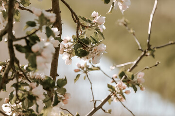 blooming tree