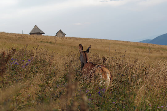 Samica Jelenia w g&oacute;rach.