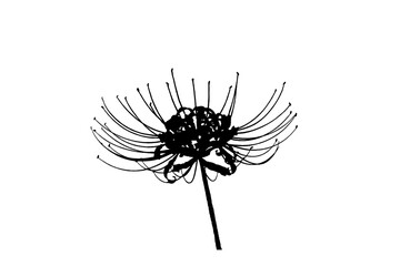 背景素材-一輪の彼岸花のシルエット-黒色