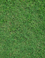 green grass background