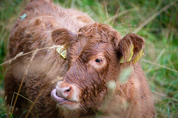 Fototapeta premium portrait of cows taken in the norway 