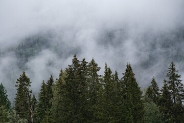 fog on the top of the trees, norway