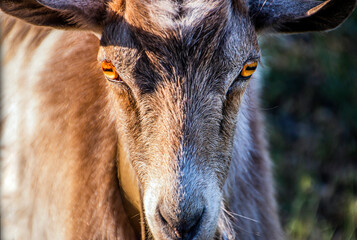 Brown goat with horns looks at the camera with strange eyes