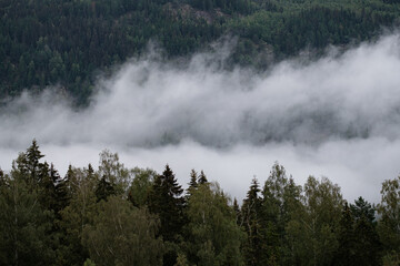 Fototapeta na wymiar fog on the top of the trees, norway