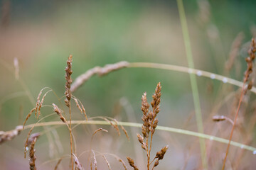 forests and nature in Norway