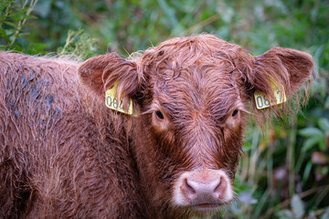 portrait of cows taken in the norway 
