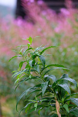 forests and nature in Norway