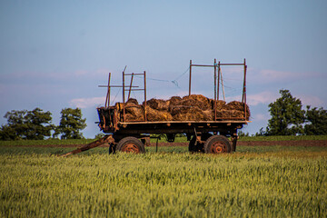 A rusty old trailer with hay stands in a field on green grass