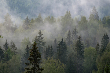 fog on the top of the trees, norway