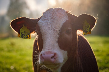portrait of cows taken in the norway 