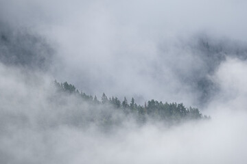 fog on the top of the trees, norway