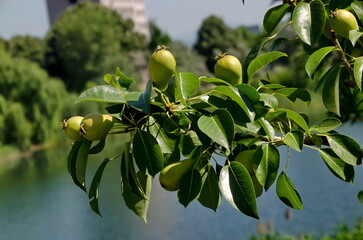 Pear branch in a garden with fruits ready to eat, Drujba, Sofia, Bulgaria 