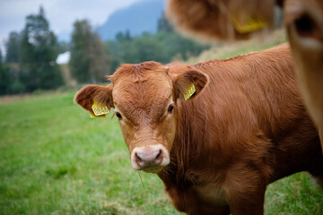 portrait of cows taken in the norway 