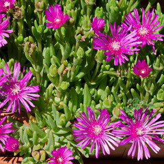 Violet flowers and thick green leaves of  Delosperma, Pink zulu, close up, succulents, Sofia, Bulgaria   