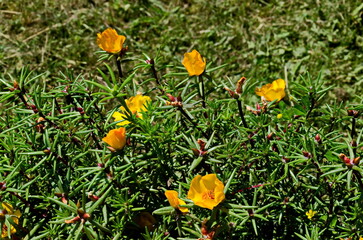 Portulaca grandiflora flower  or cobblestone plant with yellow flowers, grown and blooming in the garden, Sofia, Bulgaria