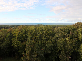 Fototapeta premium Deciduous forest by the sea