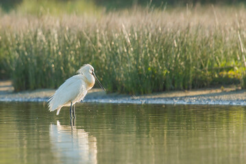 Eurasian Spoonbill (Platalea leucorodia) standing in a small pool in the dunes early in the morning - obrazy, fototapety, plakaty