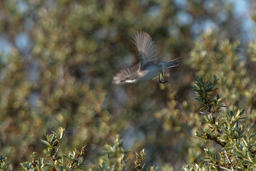 Lesser Whitethroat (Curruca curruca) about to take off from Common Sea Buckthorn (Hippophae rhamnoides) in the dunes