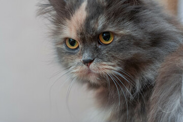 Portrait of a female kitten. Close-up of a cat face.  Cat with calm look. Detailed picture of a cats face with yellow clear eyes. Close up of cute feline face.