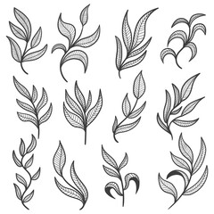 Fototapeta premium Floral leaf hand drawn elements set vector illustration