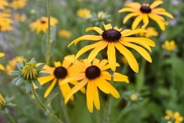 Black eyed Susan in field