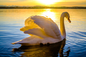 swan at a lake