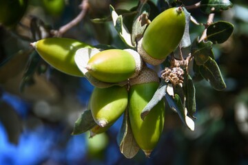 Racimo de bellotas de encina. © Luis M. Pérez