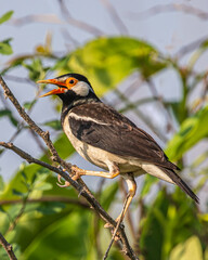 A Pied Starling calling from a tree