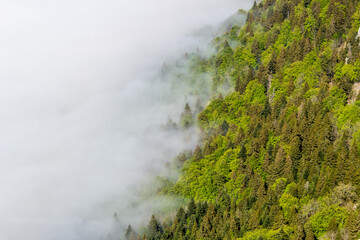 Brume dans les arbres