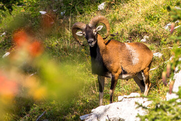 Mouflon Corse