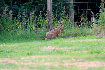 Obraz na płótnie Canvas A large hare eats herbs near some farmland fencing. 