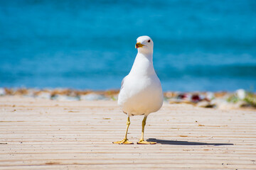 Cityscape from Tabarca Island (Alicante, Spain)