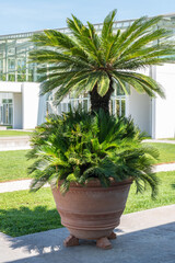 Curly palms in flowerpots in old garden