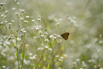 The annual fleabane, daisy fleabane, eastern daisy fleabane (Erígeron ánnuus or Phalacrolóma...