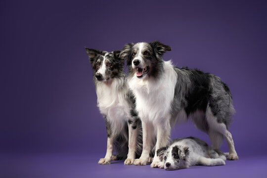 Three Identical Dogs Together. Blue Marble On A Violet Background. Border Collie Family In Studio 