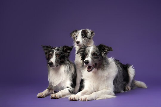 Three Identical Dogs Together. Blue Marble On A Violet Background. Border Collie Family In Studio 