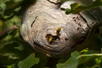 Wespennest auf Haselzweigen. The median wasp (Dolichovespula media) macro. Place for text.