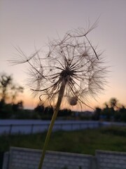 Obraz premium dandelion against the sky