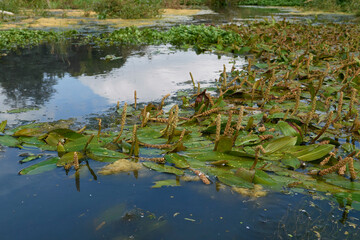 Potamogeton natans plant in bloom