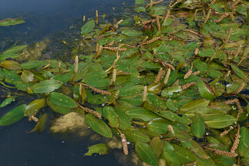 Potamogeton natans plant in bloom